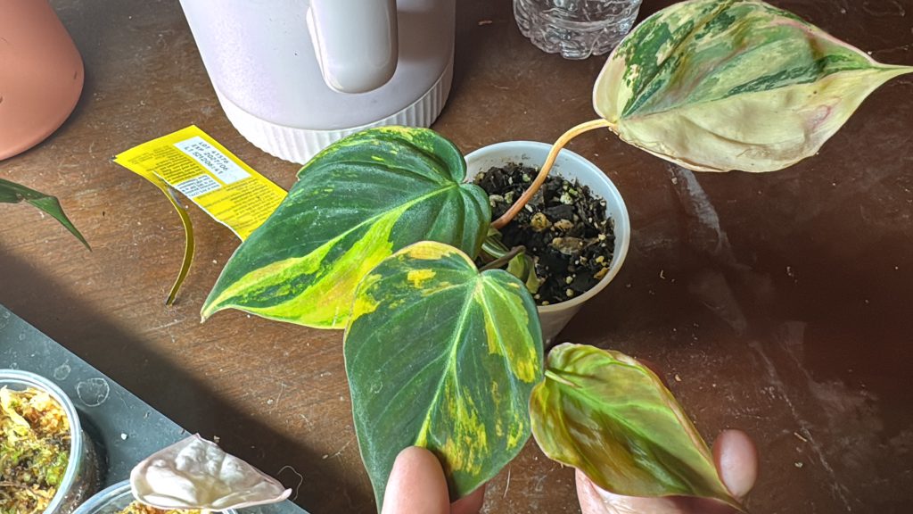 0a7ae969 686b 44e0 a579 cd839bd1ff60