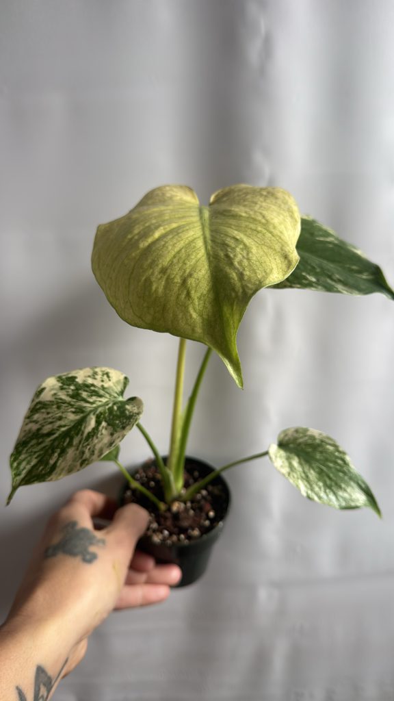 0da9e7be 7f54 4d65 999e 40023e699ad2