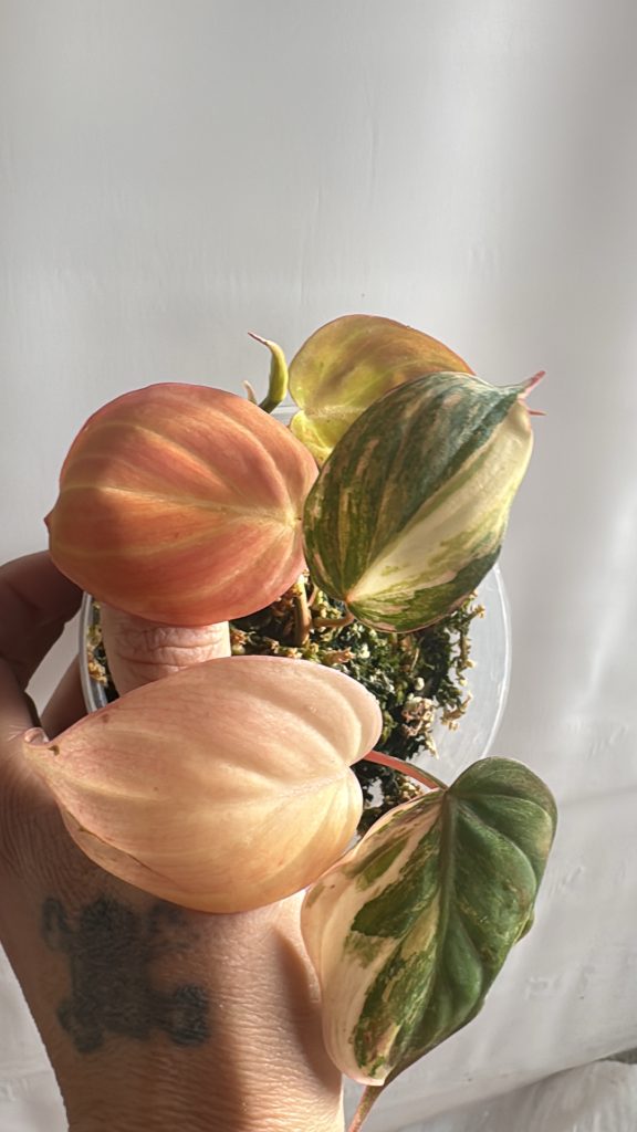 2cfc61a1 3176 4107 be18 2a41441a5e58