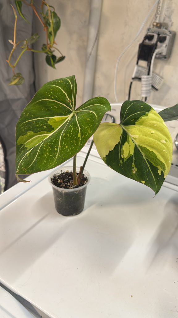 6175a20a b773 4aa6 9162 a24cf79ddbbd