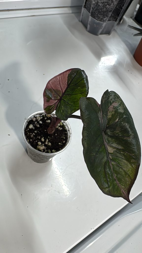 6f39e935 3539 4aad bc84 9db5b61df584