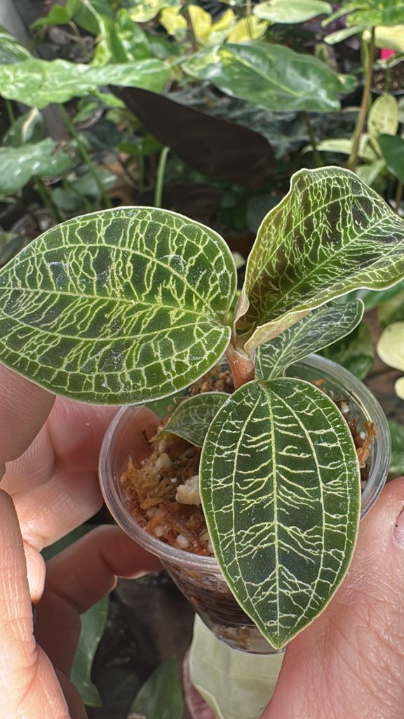 72e5967f bd7b 4fe1 b179 81d81712539a