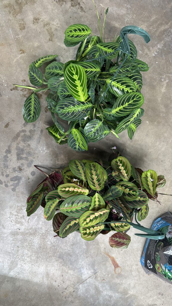 85396edb 4e7c 49a4 96f2 88f61fc9ace6