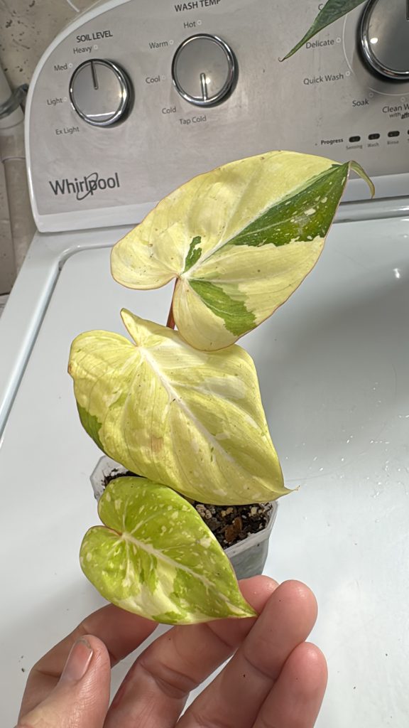 9c14ab55 f547 4f67 8b74 032bd5524957