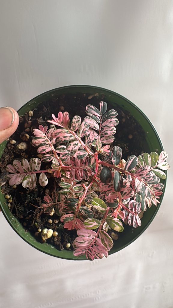 b13c1c2d ef52 4c23 be55 501930525067