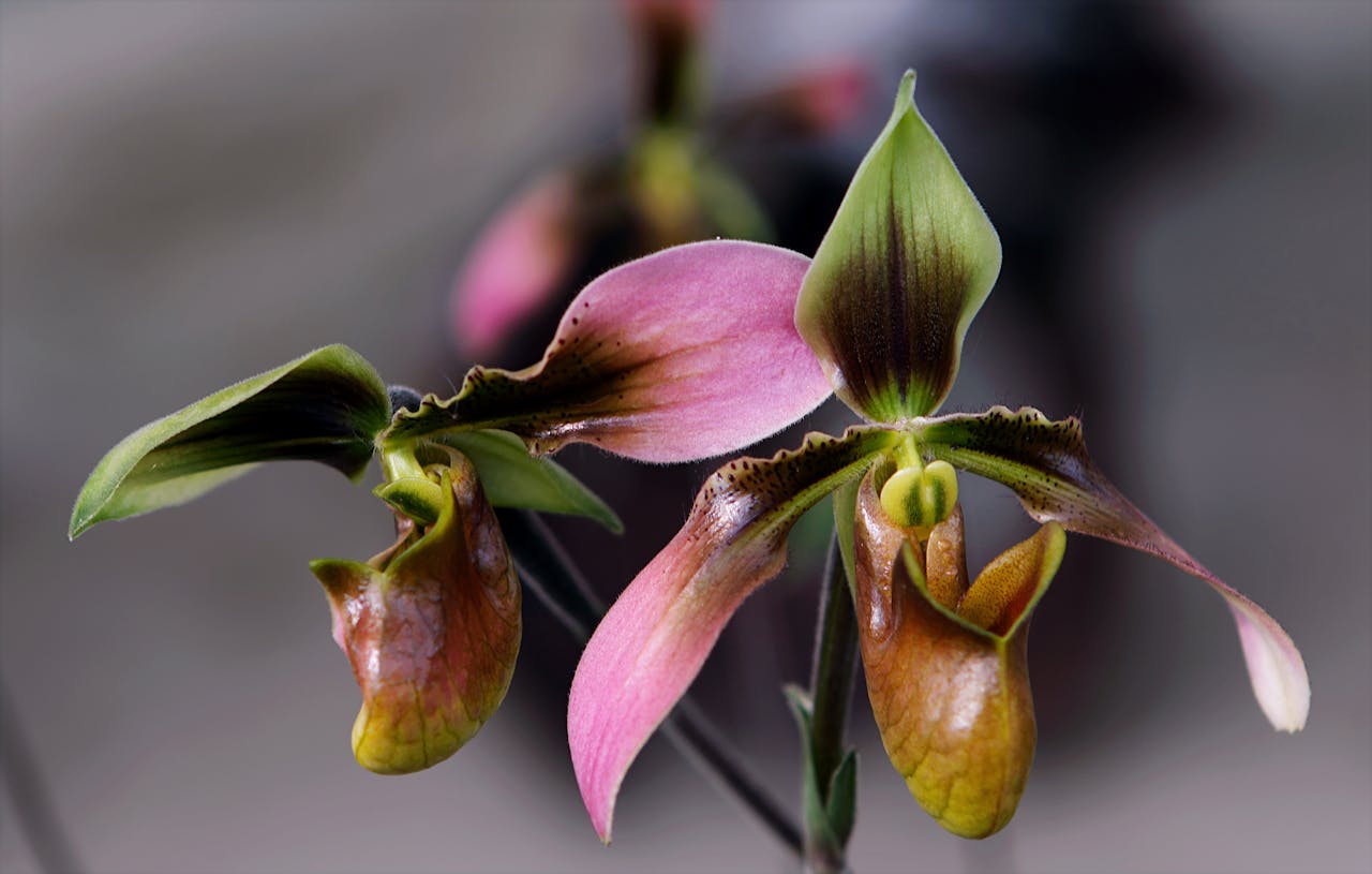 about-02 Close-up of a colorful Paphiopedilum orchid's vibrant bloom showcasing intricate details.
