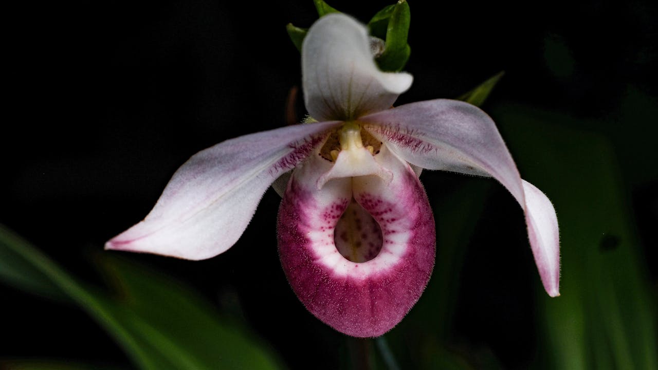 about-01 Dramatic close-up of a Phragmipedium schlimii orchid with a dark background.