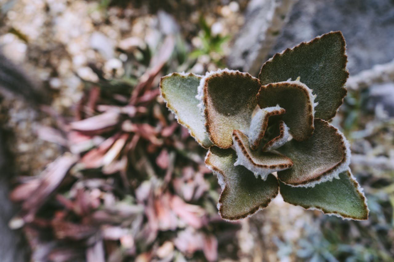 our-story-01 Close-up view of a frosted succulent with fuzzy leaves in an outdoor setting.