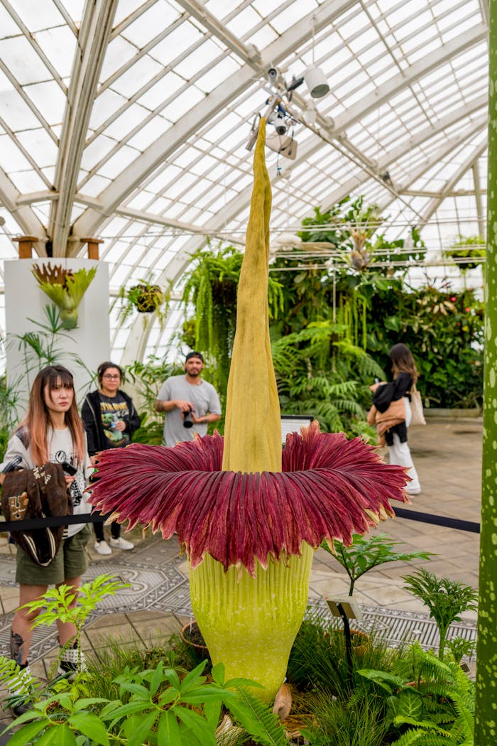 services-02 People observing the rare Amorphophallus titanum bloom at a San Francisco conservatory.