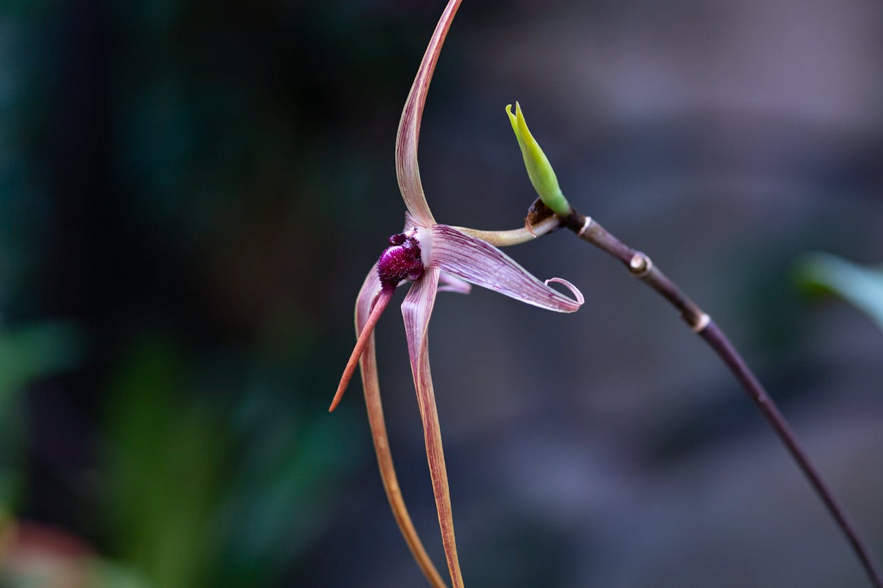 about-07 Close-up of an exotic orchid flower showcasing delicate petals and intricate details.