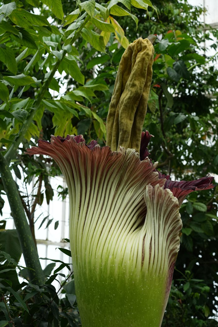 about-04 A vibrant Titan Arum flower blooming in the lush Meise Botanical Garden, Belgium.