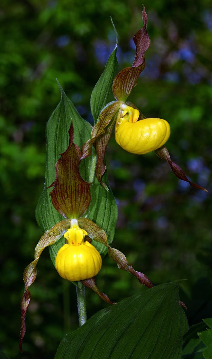 why-choose-us-02 Close-up of two yellow lady's slipper orchids in their natural habitat, showcasing vibrant colors.