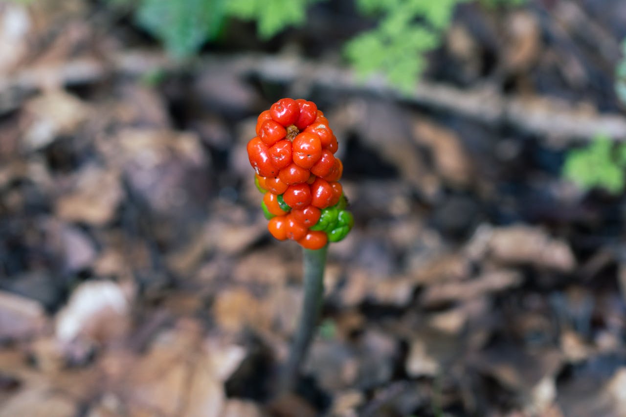 about-03 Macro image of colorful red and green Arum berries growing in a woodland setting, showcasing nature's vivid hues.