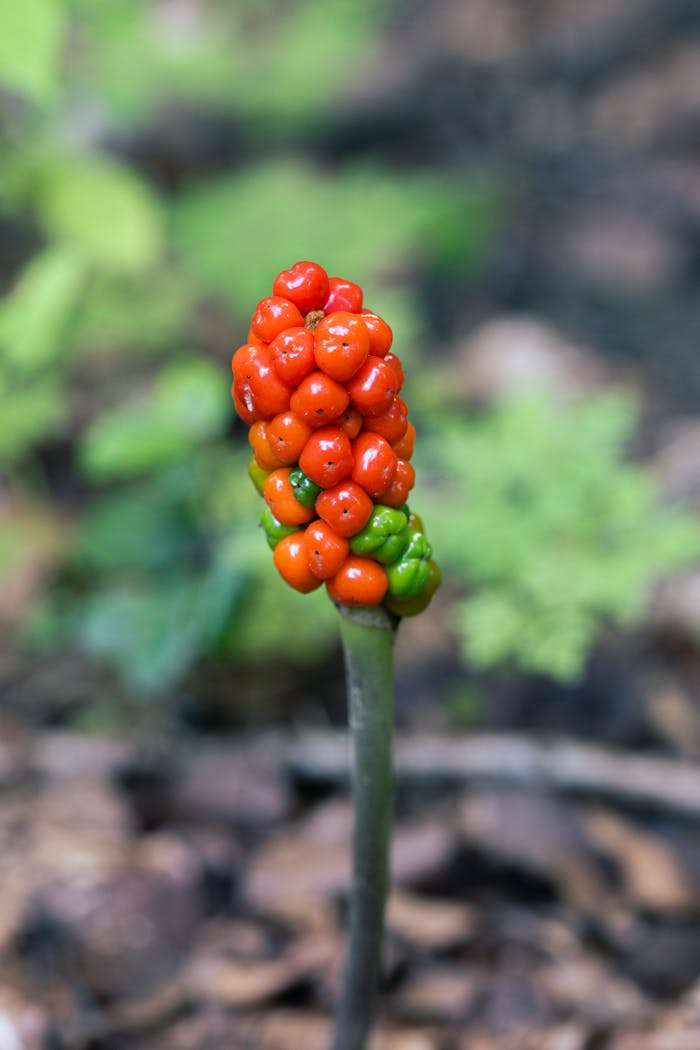 about-05 Close-up of bright red arum berries in a forest, showcasing nature's vibrant colors.